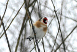 Stillits (Carduelis carduelis)