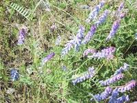 Fuglevikke (Vicia cracca)