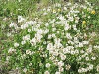 Hvitkløver (Trifolium repens)