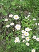 Prestekrage (Leucanthemum vulgare)