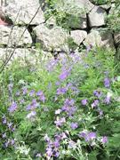 Skogstorkenebb (Geranium sylvaticum)