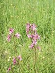 Hanekam (Lychnis flos-cuculi)