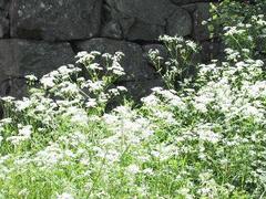 Hundekjeks (Anthriscus sylvestris)