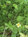 Tepperot (Potentilla erecta)