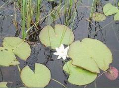 Hvit nøkkerose (Nymphaea alba)