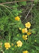 Creeping Buttercup (Ranunculus repens)