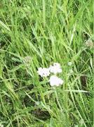 Ryllik (Achillea millefolium)