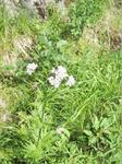 Vendelrot (Valeriana sambucifolia)