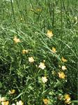 Bakkesoleie (Ranunculus acris)