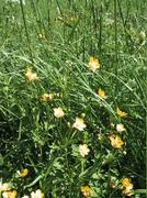 Meadow Buttercup (Ranunculus acris)