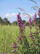 Kattehale (Lythrum salicaria)