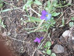 Stemorsblom (Viola tricolor)