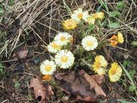 Hestehov (Tussilago farfara)