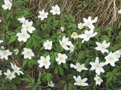 Hvitveis (Anemone nemorosa)