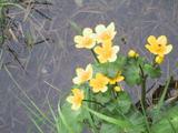 Bekkeblom (Caltha palustris)