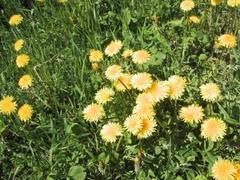 Løvetannslekta (Taraxacum)