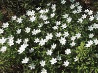 Hvitveis (Anemone nemorosa)