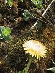 Løvetannslekta (Taraxacum)