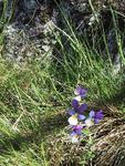 Stemorsblom (Viola tricolor)