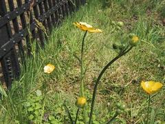 Meadow Buttercup (Ranunculus acris)