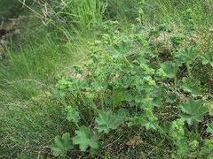 Marikåpeslekta (Alchemilla)