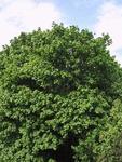 Lønnefamilien (Sapindaceae)