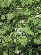 Rogn (Sorbus aucuparia)