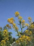 Vinterkarse (Barbarea vulgaris)