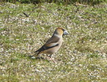 Kjernebiter (Coccothraustes coccothraustes)