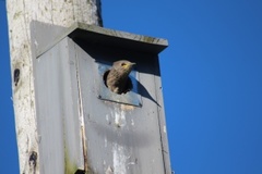 Vipe (Vanellus vanellus)