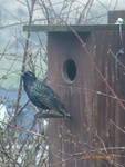 Stær (Sturnus vulgaris)