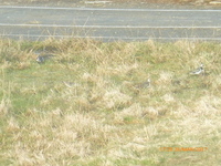 Northern Lapwing (Vanellus vanellus)