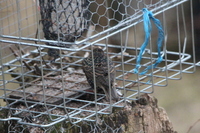 European Starling (Sturnus vulgaris)