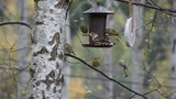 Kjernebiter (Coccothraustes coccothraustes)