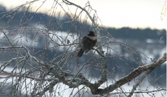 Ringtrost (Turdus torquatus)