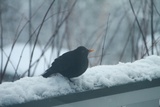 Svarttrost (Turdus merula)