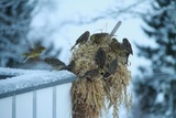 Gulspurv (Emberiza citrinella)