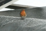 Rødstrupe (Erithacus rubecula)