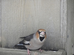 Hawfinch (Coccothraustes coccothraustes)