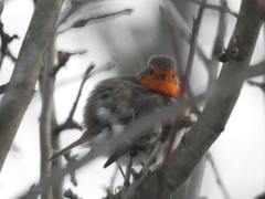Robin (Erithacus rubecula)