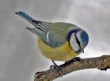 Blåmeis (Cyanistes caeruleus)