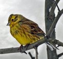 Gulspurv (Emberiza citrinella)