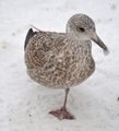 Gråmåke (Larus argentatus)