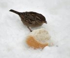 Gråspurv (Passer domesticus)