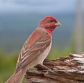 Rosenfink (Carpodacus erythrinus)