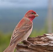 Common Rosefinch (Carpodacus erythrinus)