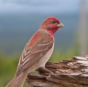 Rosenfink (Carpodacus erythrinus)