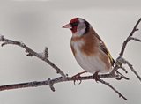 Stillits (Carduelis carduelis)