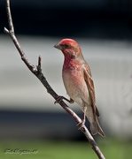 Common Rosefinch (Carpodacus erythrinus)