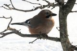 Nøtteskrike (Garrulus glandarius)